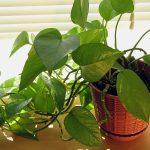 House Plants to Boost your Mood